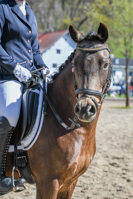 同样表现出 同样表现出